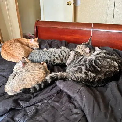 Alyssa O, Arkansas's cat