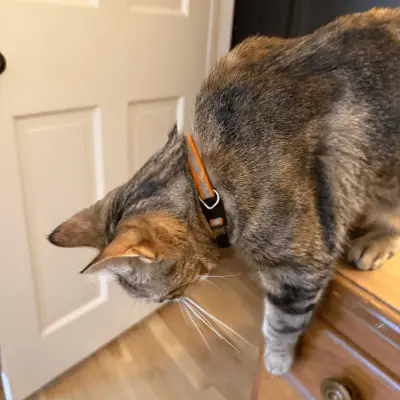 Cathy M, New Jersey's cat