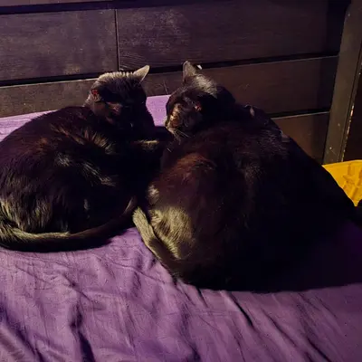 Kala N, New York's cat