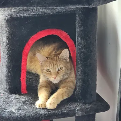 Melissa B, Ohio's cat